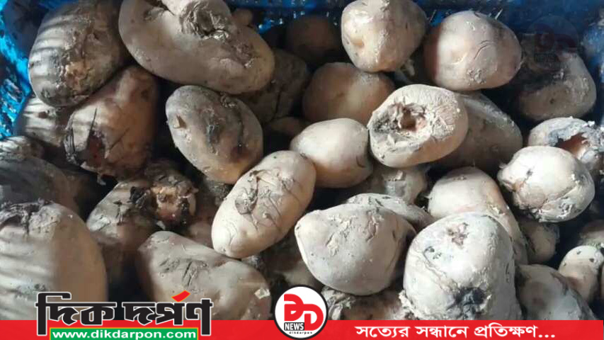 সংরক্ষণের অভাবে রংপুরে পচে নষ্ট হচ্ছে আলু চোখে পানি কৃষকের