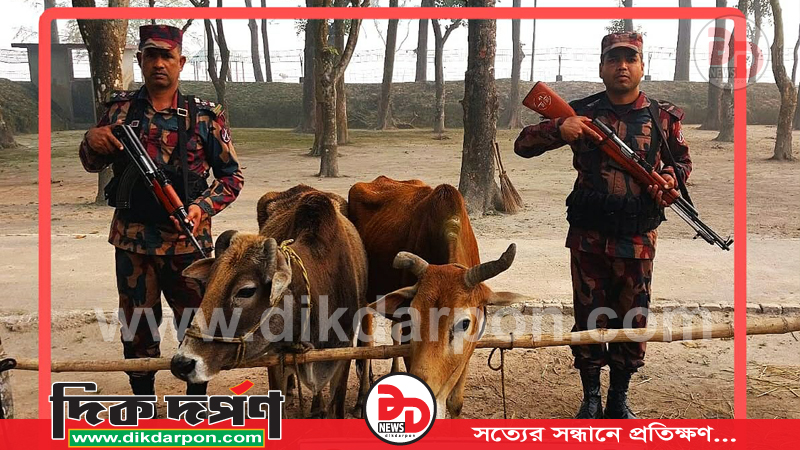 লালমনিরহাট সীমান্তে ১৫ বিজিবি’র চোরাচালান বিরোধী বিশেষ অভিযানে ভারতীয় গরু জব্দ