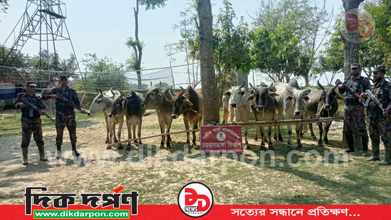 চাঁপাইনবাবগঞ্জ সীমান্তে ৫৩ বিজিবির পৃথক পৃথক অভিযানে ভারতীয় ১০ গরু জব্দ