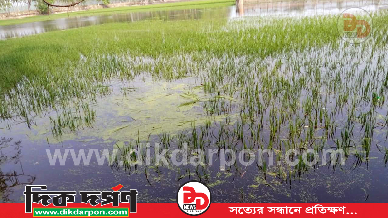 কুড়িগ্রামে অসময়ের বৃষ্টিতে তলিয়ে গেছে ১০০ একর জমির ফসল, দিশাহারা কৃষক