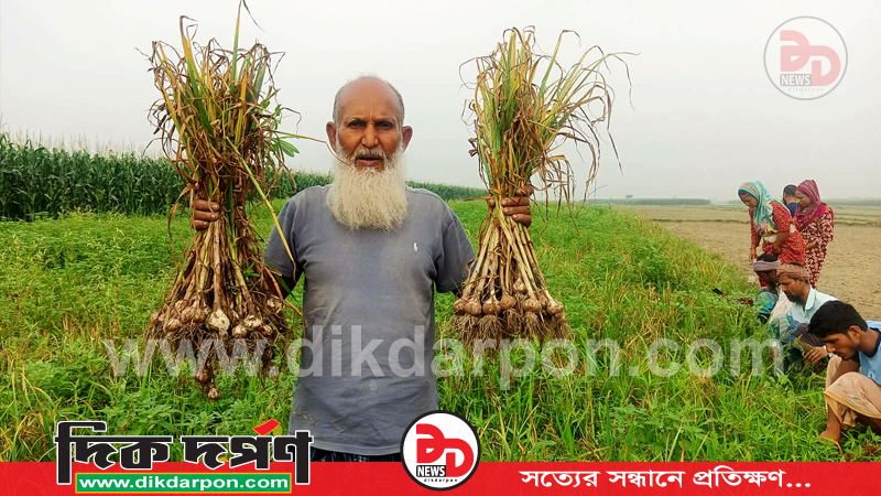 তিস্তার চরাঞ্চলে পেঁয়াজ, রসুন ও আলু উৎপাদনের খরচ উসুল নিয়ে চিন্তায় কৃষক
