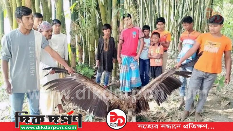 কুড়িগ্রামের ফুলবাড়ীতে বিপন্ন ও বিরল প্রজাতির শকুন উদ্ধার