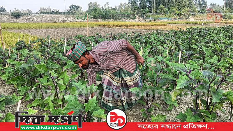 কুড়িগ্রামের চিলমারীতে বেগুন গাছে মোজাইক ভাইরাসের আক্রমণ, ক্ষতির শঙ্কায় চাষী 
