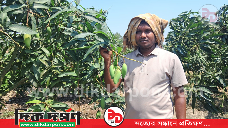 চাঁপাইনবাবগঞ্জের ‘ব্যানানা ম্যাঙ্গো’ বছরে দুবার ফলন ও রপ্তানির স্বপ্নে বিভোর পলাশ