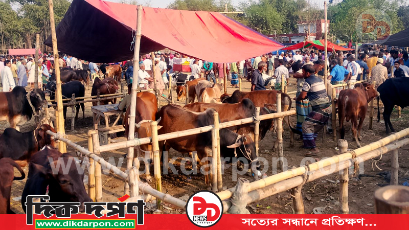 গঙ্গাচড়ার বেতগাড়ী গরুর হাটে অতিরিক্ত ফি আদায় প্রশাসন নিরব