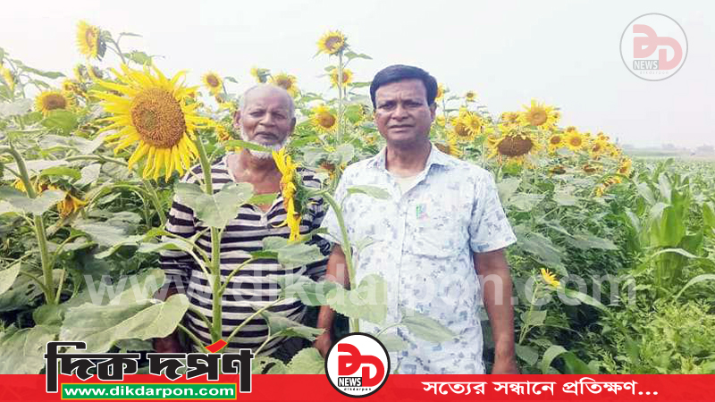 কুড়িগ্রামের উলিপুরে সূর্যমুখী চাষে স্বপ্ন দেখছেন চাষিরা