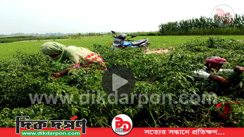 কুড়িগ্রামের শিলাবৃষ্টিতে তিস্তার চরে মরিচ-পেঁয়াজসহ ফসলের ক্ষতি