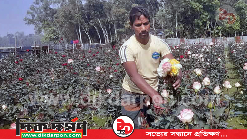 কুড়িগ্রামে গোলাপের সুবাসে ফিরেছে সায়েদুলের সচ্ছলতা