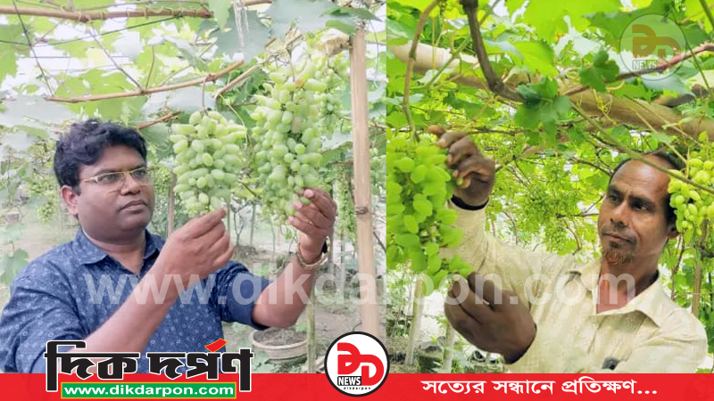 কুড়িগ্রামের ফুলবাড়ীতে আঙ্গুর চাষে সফল এক ব্যাংক কর্মকর্তা