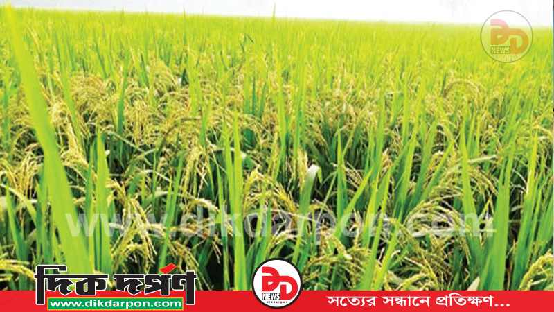 কুড়িগ্রামে বৃষ্টিতে স্বস্তি; বোরো ও পাটচাষে সেচ নির্ভরতা কিছুটা কমেছে