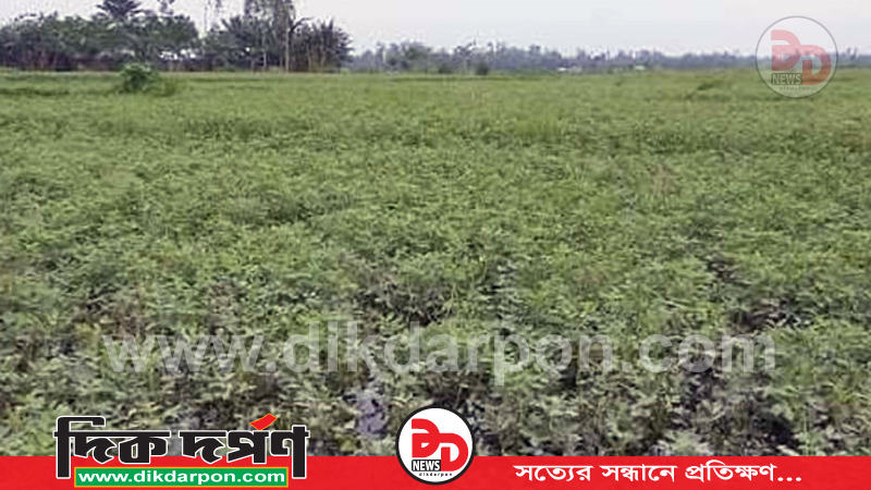 বাদাম তুলে বাড়ি ফেরা হলনা তৃতীয় শ্রেণিতে পড়ুয়া স্কুল ছাত্রীর