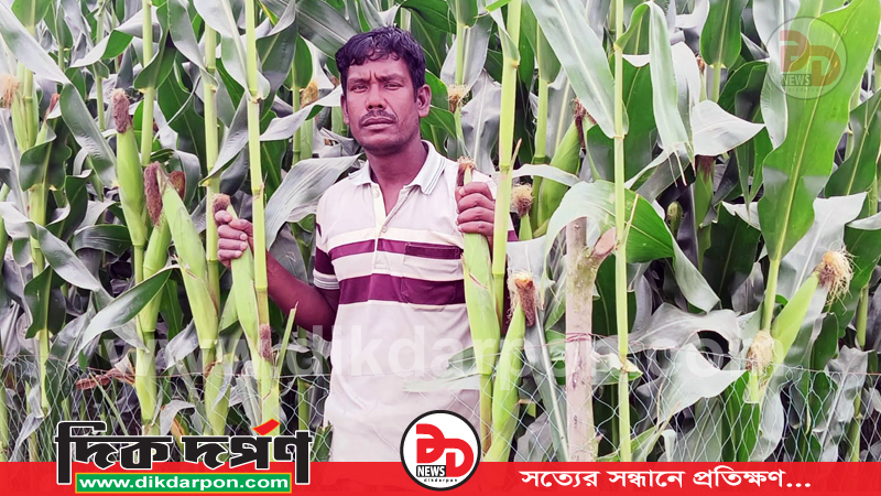 কুড়িগ্রামের তিস্তার চরে ভুট্টার হাসি, আলুর ক্ষতি পোষানোর দাবি কৃষকের