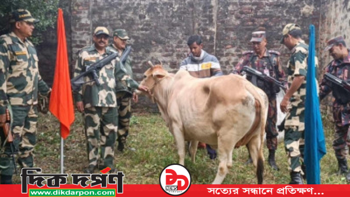 হিলি সীমান্তে পতাকা বৈঠকের মাধ্যমে গরু হস্তান্তর করেছে বিজিবি