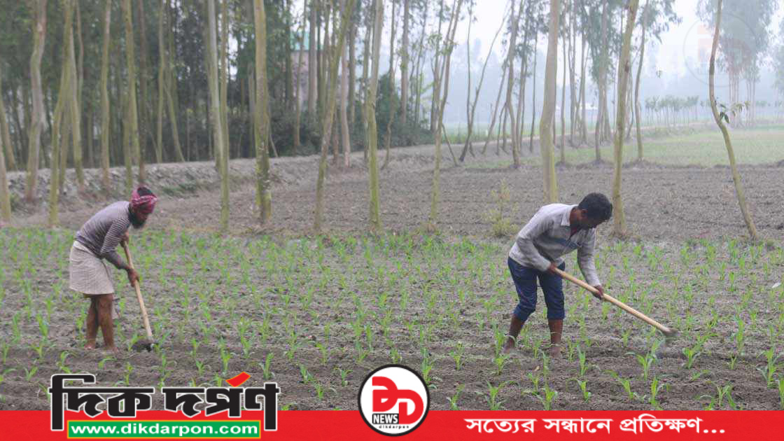 কুড়িগ্রামে অল্প খরচে ভুট্টা চাষে লাভের হিসেব গুনছে কৃষক